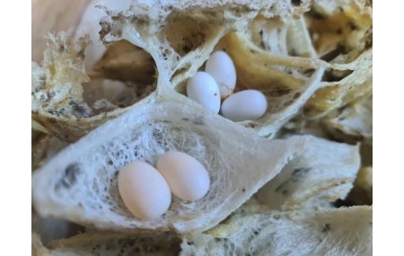 Công dụng của yến sào Nha Trang