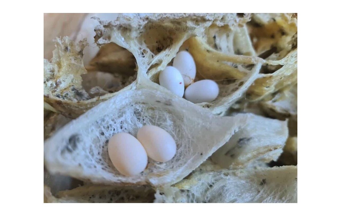 Công dụng của yến sào Nha Trang